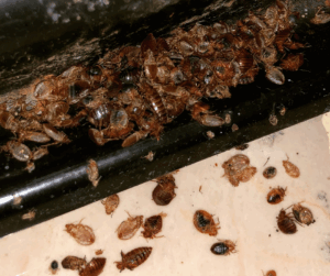 How to Stop Bed Bugs Returning After Treatment