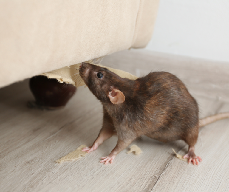 Rat control Bromley
